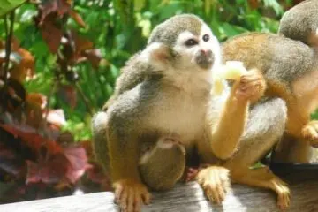 Monkeyland Punta Cana Go Servicios Tours 1