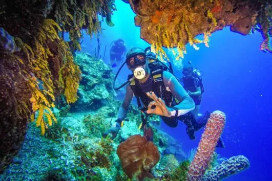 Come Trip Catalina Island Excursions For Scuba Diving